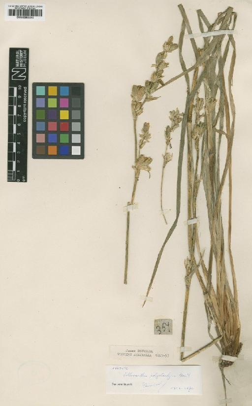 Orthrosanthus polystachyus Benth. - BM000990541