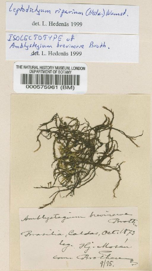 Leptodictyum riparium (Hedw.) Warnst. - BM000575961