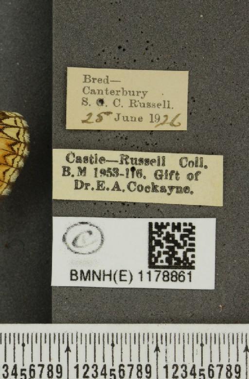 Melitaea athalia ab. subtusnigrescens Caruel, 1944 - BMNHE_1178861_label_56587