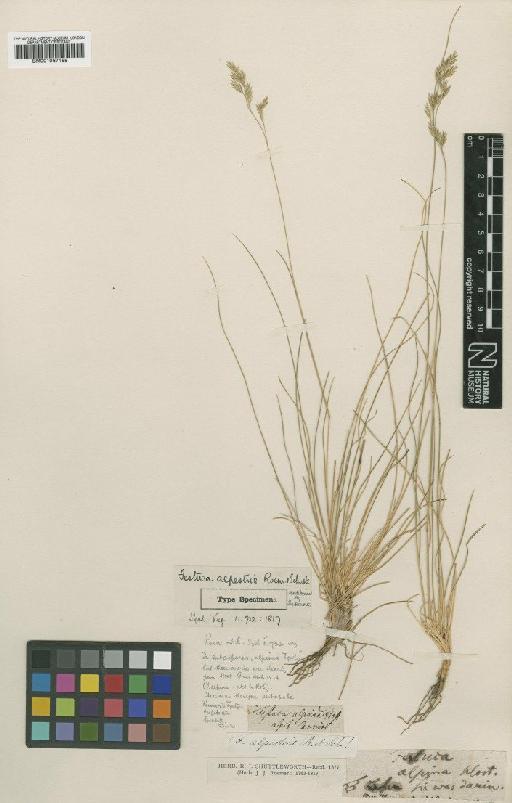 Festuca alpestris Roem. & Schult. - BM001067168