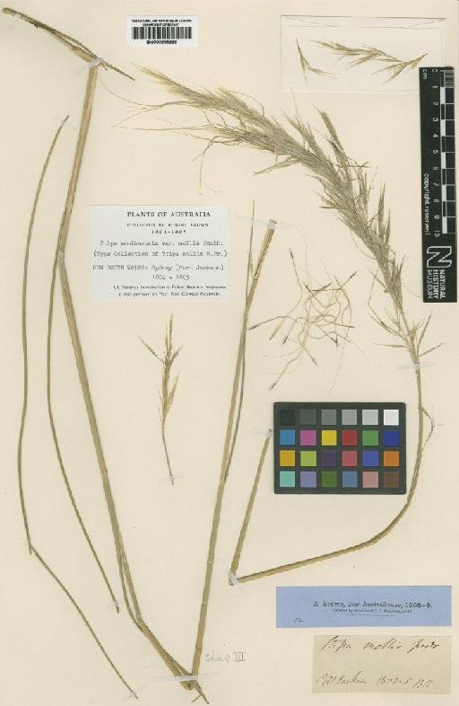 Stipa mollis R.Br. - BM000895869