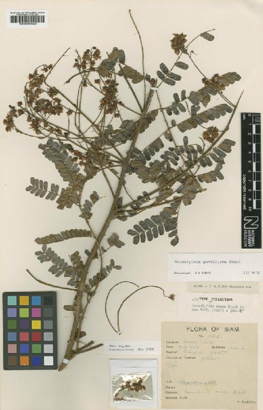 Caesalpinia parviflora Prain - BM000958808