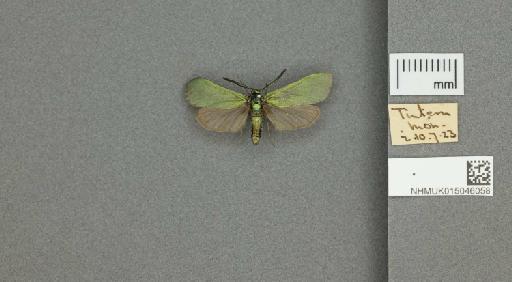 Adscita (Adscita) statices statices (Linnaeus, 1758) - 015046058_additional