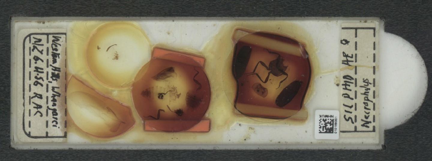 Necrophilus thumbnail