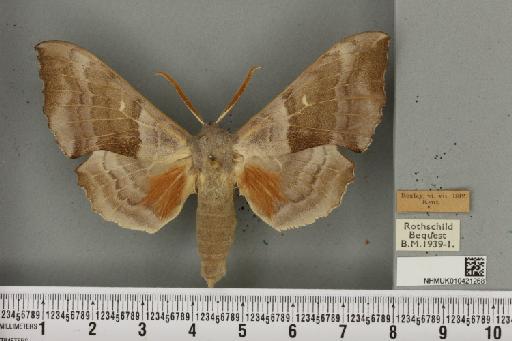 Laothoe populi populi (Linnaeus, 1758) - NHMUK_010421268_526216