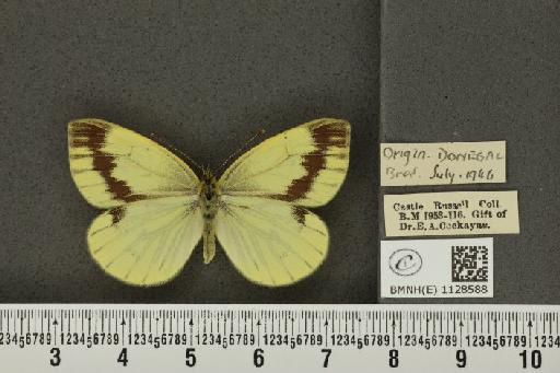 Pieris napi britannica Müller & Kautz, 1939 - BMNHE_1128588_81598