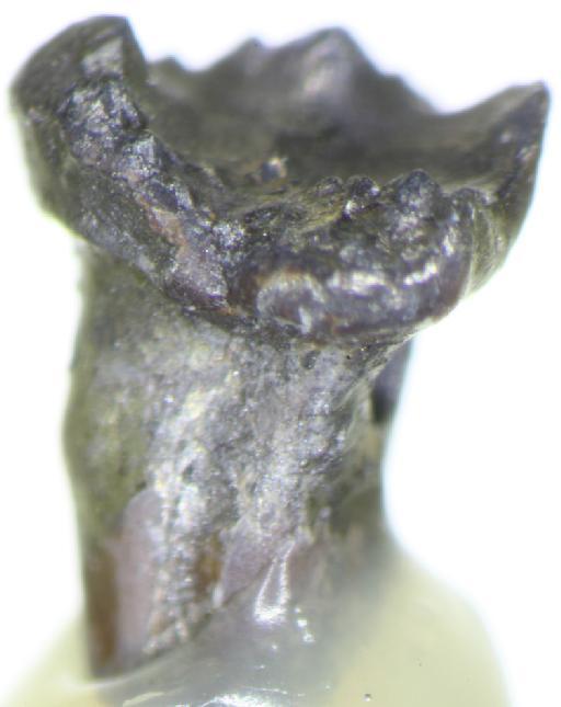 Kermackodon oxfordensis unranked Euharamiyida (Kermack et al., 1998) - M46579 Kirtlingtonia possible lower molar
