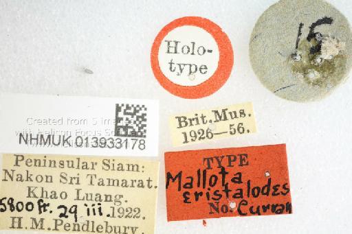 Mallota eristaloides Curran, 1928 - Mallota eristaloides HT labels