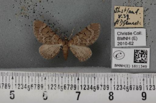 Eupithecia venosata fumosae Gregson, 1887 - BMNHE_1811349_383511