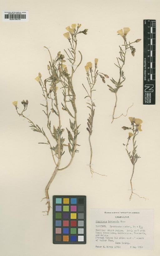 Oenothera kernensis Munz - BM001024374