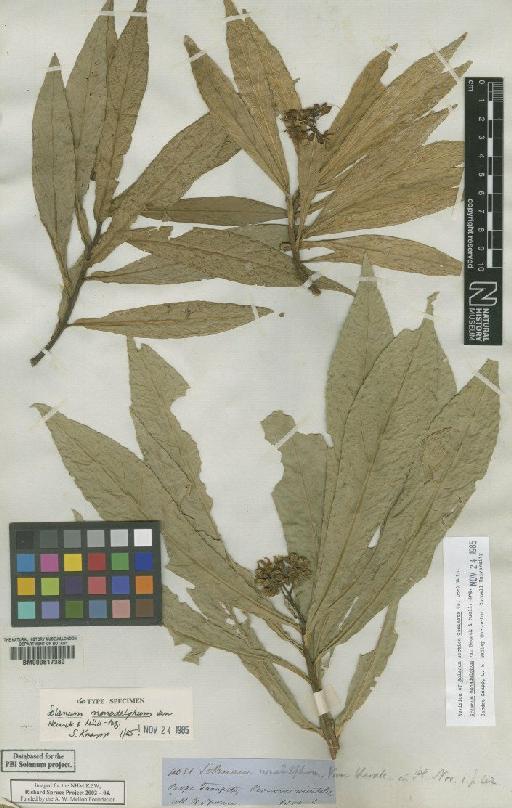 Solanum monadelphum Van Heurck & Müll.Arg. - BM000617380