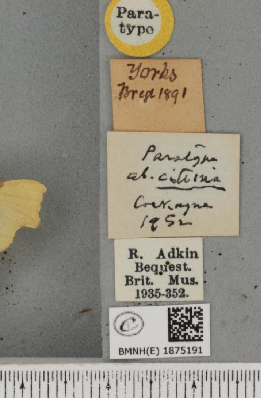 Ennomos erosaria ab. citrina Cockayne, 1952 - BMNHE_1875191_label_443168