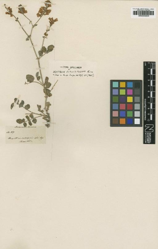 Hedysarum rotundifolium Boiss. & Noe - BM000958929