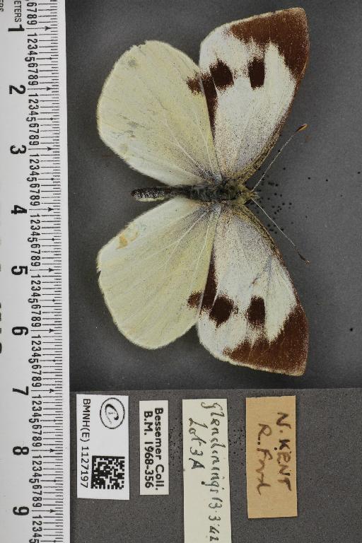 Pieris brassicae ab. fasciata Kiefer, 1918 - BMNHE_1127197_84318