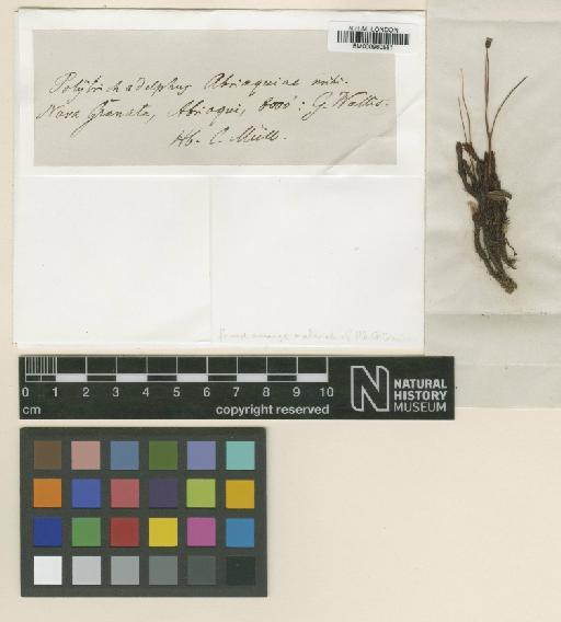 Polytrichadelphus abriaquiae (Müll.Hal.) A.Jaeger - BM000960581_a