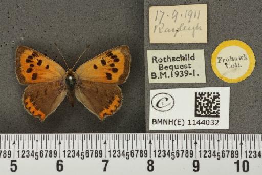 Lycaena phlaeas eleus ab. extensa Tutt, 1906 - BMNHE_1144032_108878