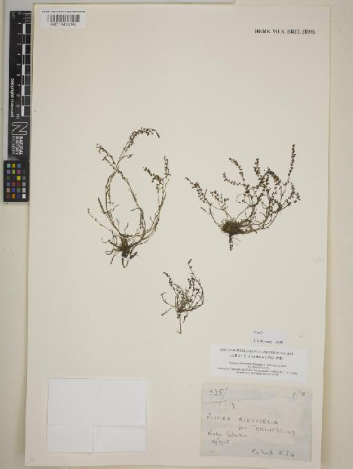 Rumex acetosella var. tenuifolia Wallr. - BM013414164