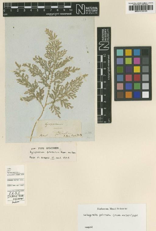 Selaginella fulcrata (Buch.-Ham.) Spring - BM001038105