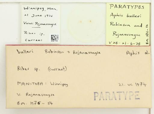 Aphis bulleri Robinson & Rojanavongse, 1976 - 014877630_112516_739982_7901767_Type