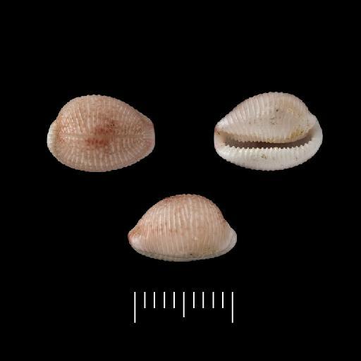 Cypraea pediculus var. var. suffusa Gray, 1827 - 1975638/1