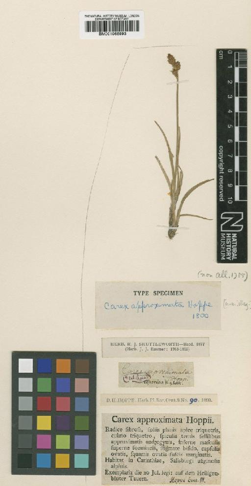 Carex lachenalii Schkuhr - BM001066993