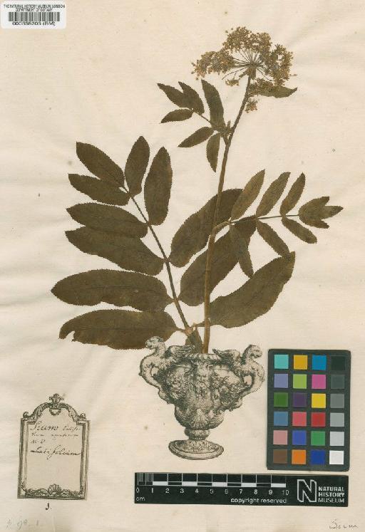 Sium latifolium L. - BM000558303