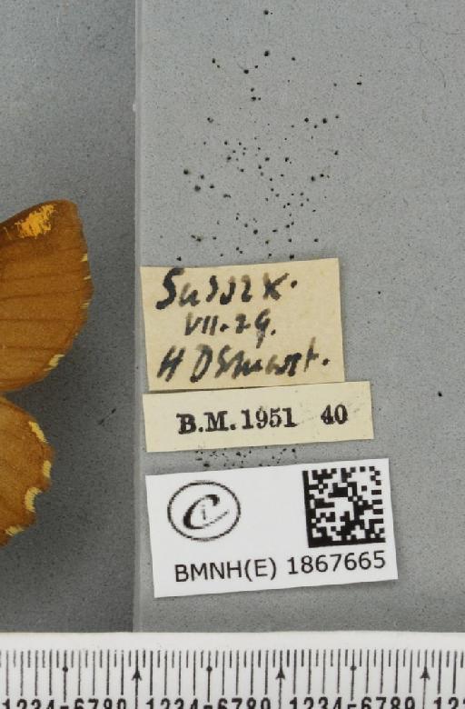 Angerona prunaria ab. smartaria Williams, 1947 - BMNHE_1867665_label_439921