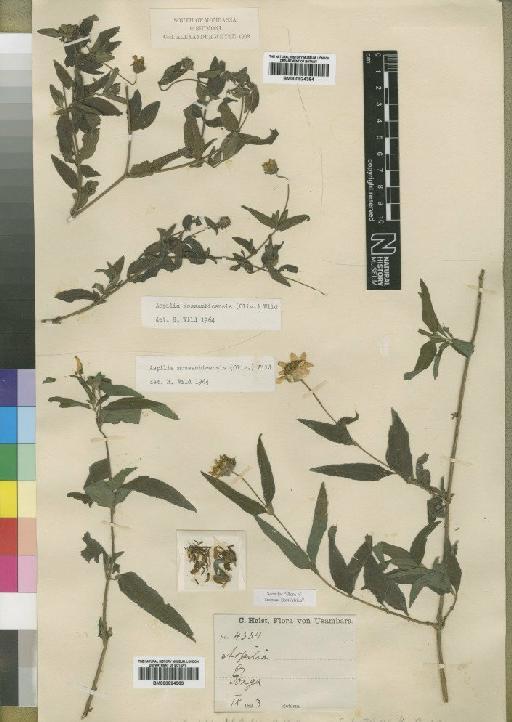 Aspilia mossambicensis (Oliv.) Wild - BM000924363