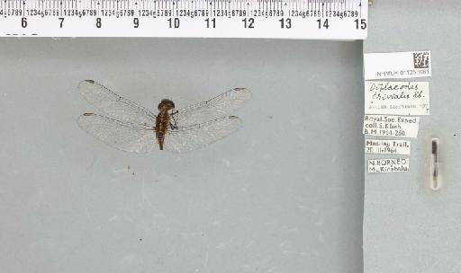 Diplacodes trivialis (Rambur, 1842) - 011253081_803827_1253997_2