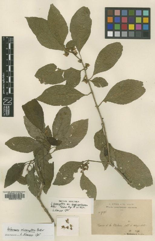 Solanum incomptum Bitter - BM000617378