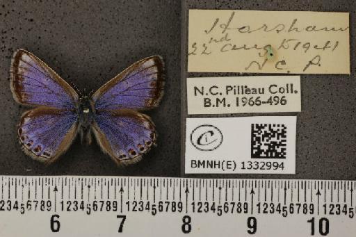 Polyommatus icarus icarus (Rottemburg, 1775) - BMNHE_1332994_140874