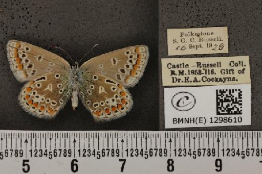 Polyommatus icarus icarus ab. apicojuncta Courvoisier, 1910 - BMNHE_1298610_149277