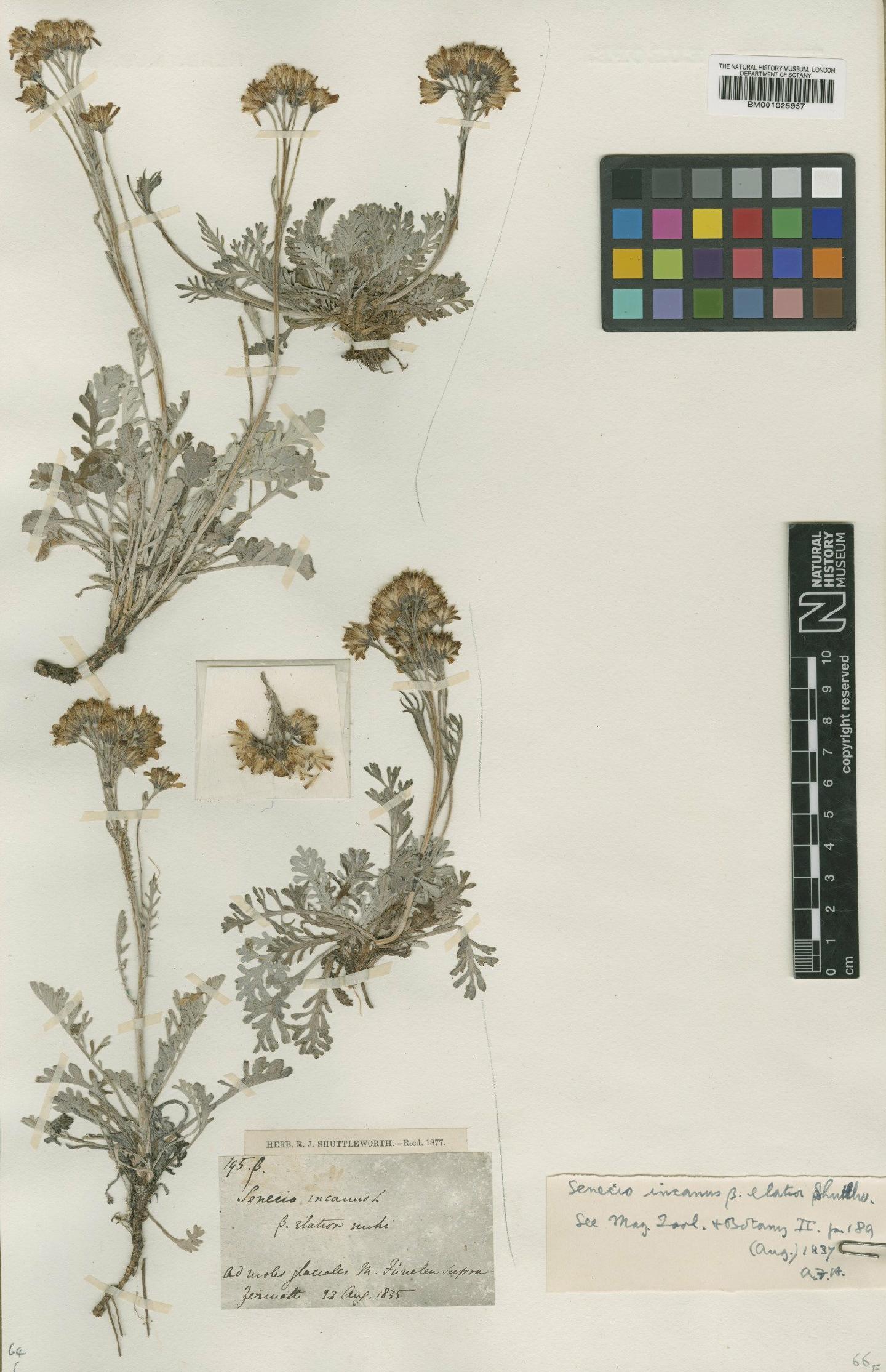 To NHMUK collection (Senecio incanus subsp. incanus L.; Type; NHMUK:ecatalogue:1921146)