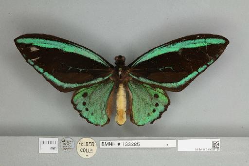 Ornithoptera priamus arruana Felder, 1859 - 013603125__