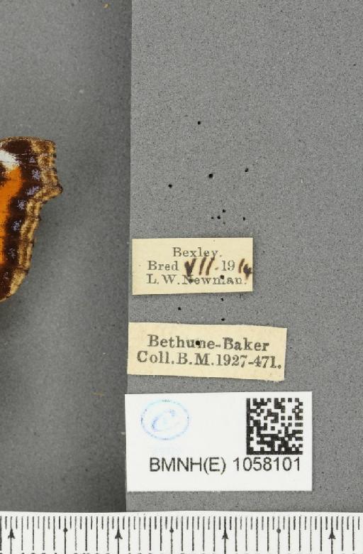 Aglais urticae (Linnaeus, 1758) - BMNHE_1058101_label_47898