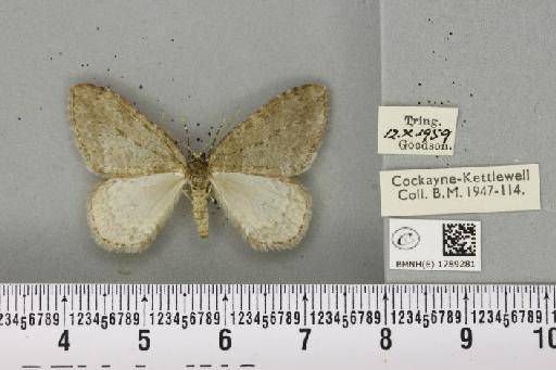 Epirrita dilutata (Denis & Schiffermüller, 1775) - BMNHE_1789281_359243