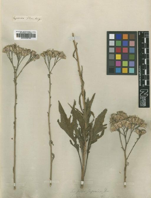 Saussurea japonica (Thunb.) DC. - BM000996166