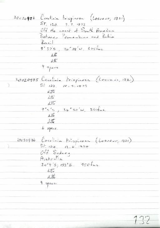 Cavolinia trispinosa (Lesueur, 1821) - Zoology Accessions Register: Mollusca: 2002: page 132