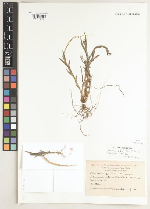 Oberonia affinis Ames & C.Schweinf. - BM013718016