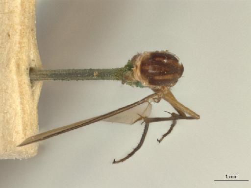 Ceroplatus longimanus Williston, 1896 - NHMUK013451010_Ceroplatus_longimanus_HT_dorsal_habitus