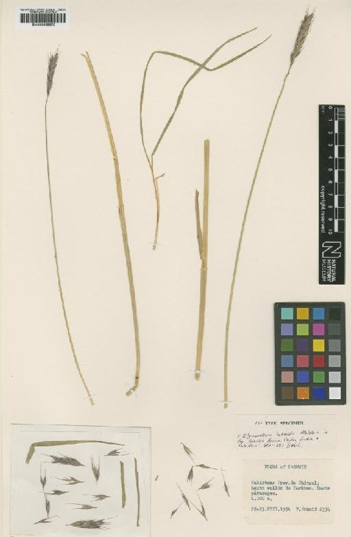 × Elyhordeum bowes-lyonii (Melderis) Melderis - BM000959870