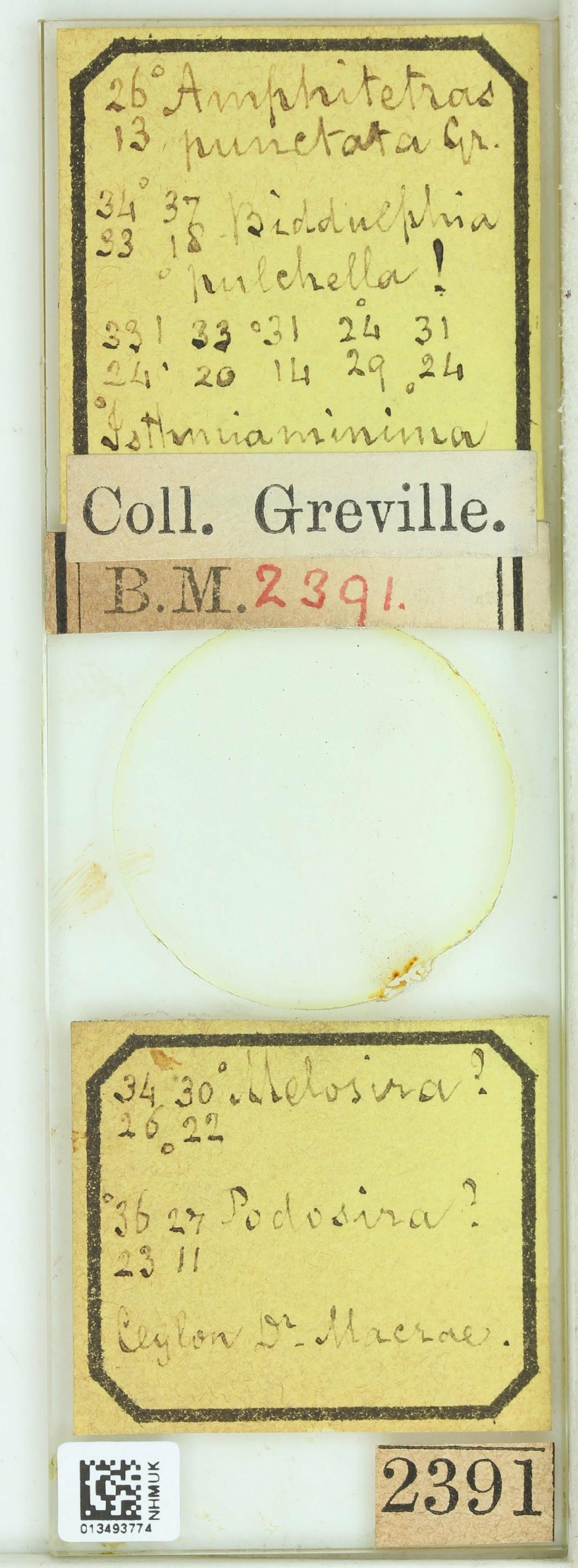 To NHMUK collection (Amphitetras punctata Grev.; Holotype; NHMUK:ecatalogue:4736888)