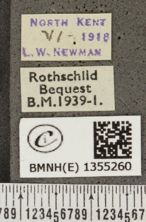 Plebejus argus cretaceus ab. flavescens Tutt, 1909 - BMNHE_1355260_label_153385