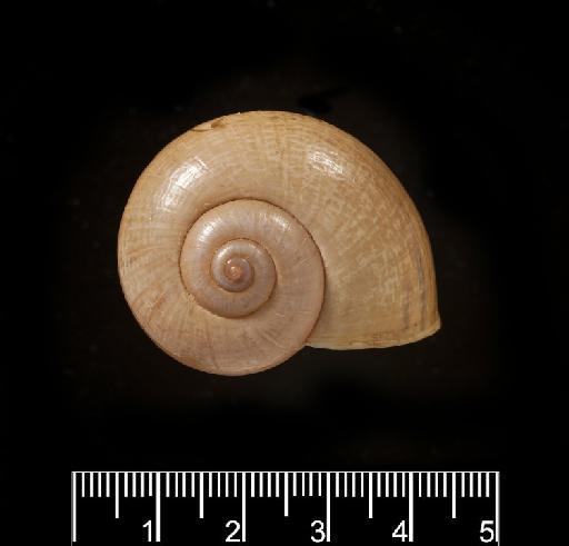 Ampullaria notabilis Reeve, 1856 - 20020670, SYNTYPE, Ampullaria notabilis Reeve, 1856