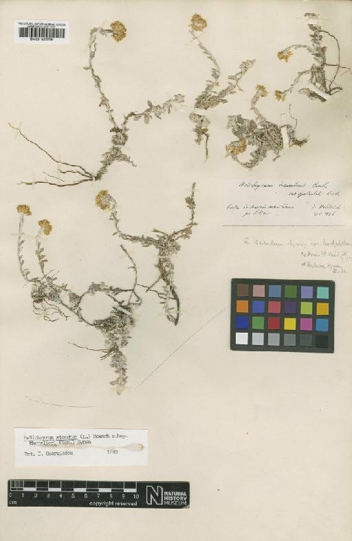 Helichrysum stoechas subsp. barrelieri Nyman - BM001025768