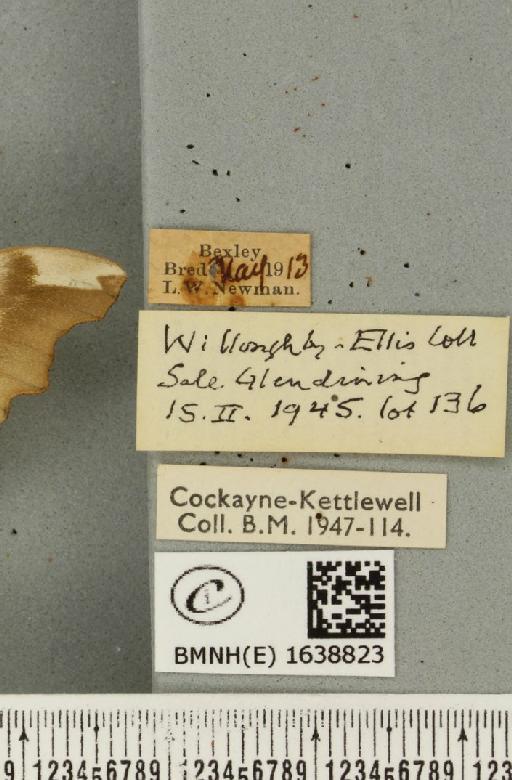 Mimas tiliae ab. pallida-bipunctata Tutt, 1902 - BMNHE_1638823_label_204444