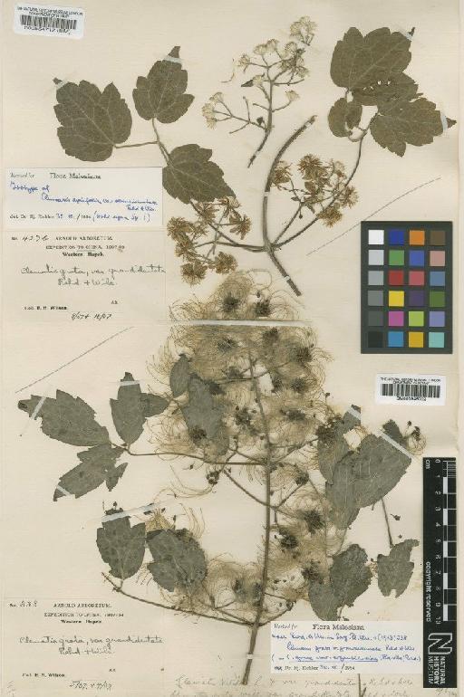 Clematis apiifolia var. obtusidentata Rehder & E.H.Wilson - BM000946002