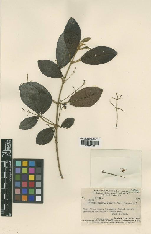Melicope pubifolia Merr. & L.M.Perry - BM000798077