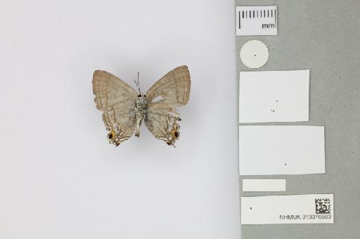 Hypolycaena phorbas furvae Tennent, 2016 - 013376863_Hypolycaena_phorbas_furvae_Tennent_2016_PT_1