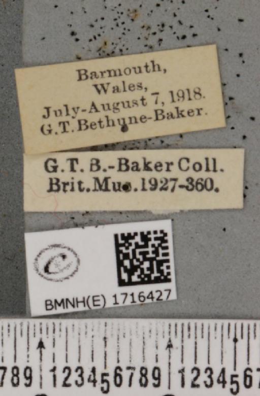 Scopula marginepunctata (Goeze, 1781) - BMNHE_1716427_label_269641